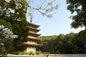 Honshu Island Scenery Prints: Spring cherry blossom