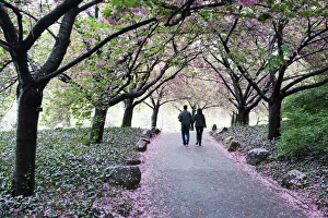 Spring cherry blossom, Brooklyn Botanical Garden, Brooklyn, New York City Spring cherry blossom, Brooklyn Botanical Garden, Brooklyn, New York City