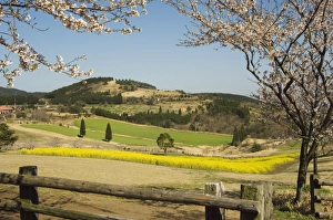 Spring Cherry Trees Print, Kirishima National Park Landscape
