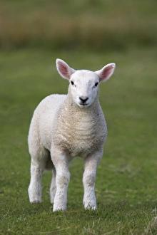 European Countryside Animals Prints: Spring lamb