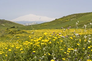 Sicily Nature Photography Prints: Spring meadow
