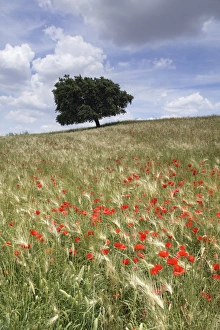 Andalucia Landscape Prints: Spring poppies and lone tree