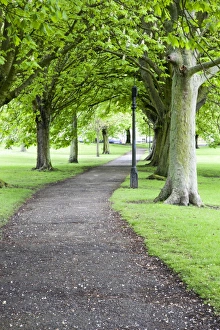 North Yorkshire Parks Prints: Spring trees on The Stray in spring