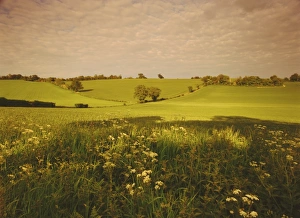 Rural England Scenery Prints: Spring wheat fields near Codicote, Hertfordshire, England, UK, Europe