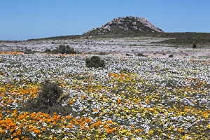 Colorful Landscape Images Prints: Spring wild flowers, Postberg section