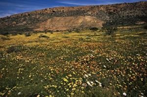 Outdoor Botany Images Prints: Spring wildflowers