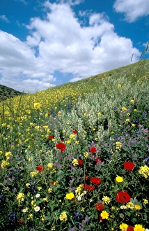 Middle East Nature Photos Prints: Springtime at Tel Shocha