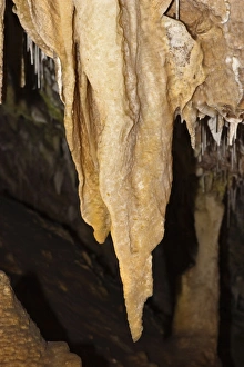 Stalactites with drapery and straws at Ngilgi Cave, a limestone Karst cave system near Stalactites with drapery and straws at Ngilgi Cave, a limestone Karst cave system near