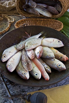 Steelyard balance containing Mediterranean reef fish including Salema porgy, goatfish, sea bream, tub gurnard Steelyard balance containing Mediterranean reef fish including Salema porgy, goatfish, sea bream, tub gurnard