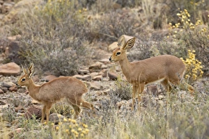 Steenbok (Raphicerus campestris) mother and young, Karoo National Park Steenbok (Raphicerus campestris) mother and young, Karoo National Park