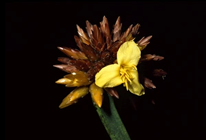 Stegolepis guianensis, summit of Mount Roraima, Venezuela, South America Stegolepis guianensis, summit of Mount Roraima, Venezuela, South America
