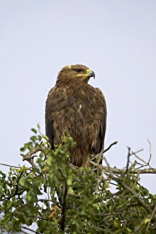 Steppe eagle (Aquila nipalensis), Serengeti National Park, Tanzania, East Africa, Africa Steppe eagle (Aquila nipalensis), Serengeti National Park, Tanzania, East Africa, Africa
