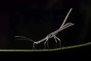 Prints of Stick Insect (Phasmatodea) (Walking Stick Insect), Boca Tapada, Alajuela Province, Costa Rica, Central America Images Dated 2019 September: Walking Stick Insect Print, Costa Rica
