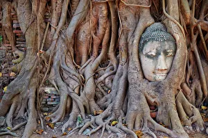 Stone Buddha head entwined in the roots of a fig tree, Wat Mahatat, Ayutthaya Historical Park Stone Buddha head entwined in the roots of a fig tree, Wat Mahatat, Ayutthaya Historical Park
