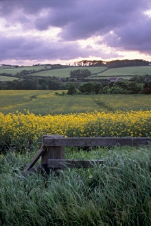 United Kingdom Outdoor Scenes Prints: Stonehaven