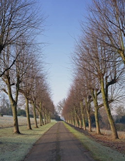 English Countryside Winter Scene Prints: Straight, empty tree lined road in winter, near Mickleham, Surrey, England