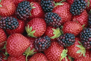 Strawberries and blackberries, England, United Kingdom, Europe Strawberries and blackberries, England, United Kingdom, Europe