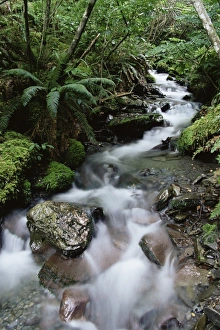 New Zealand Rainforest Prints: Stream through rainforest