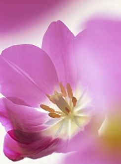 Studio shot, close-up of a pink tulip (tulipa) flower Studio shot, close-up of a pink tulip (tulipa) flower