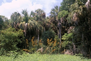 Tropical Tree Species Prints: Sub tropical forest