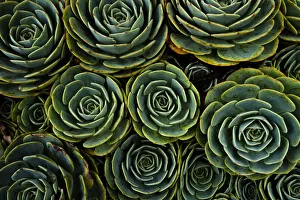 Succulents in the shape of flowers, San Gerardo de Dota, San Jose Province, Costa Rica Succulents in the shape of flowers, San Gerardo de Dota, San Jose Province, Costa Rica
