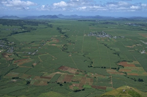 Mauritius Travel Photography Prints: Sugar cane fields from Le Puce peak, Port Louis, Mauritius, Africa