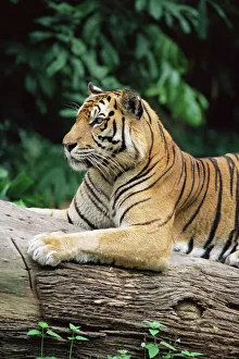 Prints of Sumatran tiger, Panthera tigris sumatrae, grows up to 120 kg, in captivity at Singapore zoo, Singapore, Southeast Asia, Asia Singapore Prints: Sumatran Tiger Print, 120 kg in captivity