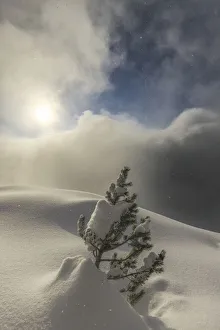 Valtellina Landscape Prints: The sun illuminates small pine tree during a snowfall, Valmalenco, Valtellina, Lombardy