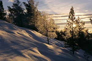 Contemporary European Landscapes Prints: Sun through trees