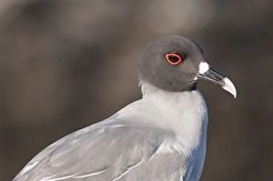Swallow-tailed Gull (Creagrus furcatus), Islas Plaza (Plaza island), Galapagos Islands Swallow-tailed Gull (Creagrus furcatus), Islas Plaza (Plaza island), Galapagos Islands