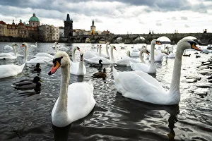 Swans gather on the banks of the Vltava river with Charles Bridge in the background Swans gather on the banks of the Vltava river with Charles Bridge in the background