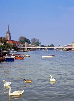 Swans on the River Thames with suspension bridge in the background, Marlow Swans on the River Thames with suspension bridge in the background, Marlow