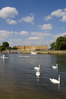 Swans and sculls on the River Thames, Hampton Court, Greater London, England Swans and sculls on the River Thames, Hampton Court, Greater London, England