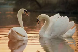 Nature Photography Prints: Two swans on water