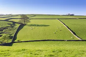 Horizontal Landscape Photography UK Prints: Sweeping landscape featuring dry stone wall in spring, Peak District National Park