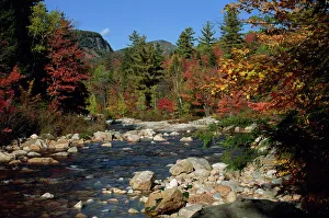 North America Fall Colors Prints: The Swift River in autumn (fall)