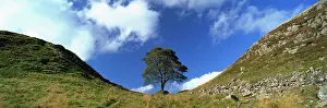 UK Landmarks Prints: Sycamore Gap, Hadrians Wall, near Hexham, Northumberland, England