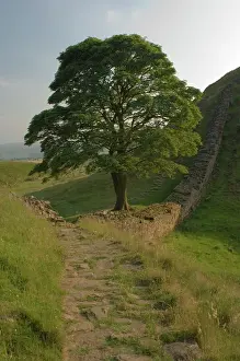 Prints of Sycamore Gap, location for scene in the film Robin Hood Prince of Thieves, Hadrians Wall, UNESCO World Heritage Site, Nothumberland, England, United Kingdom, Europe Northumberland Prints: Sycamore Gap Print, Hadrian's Wall Landscape