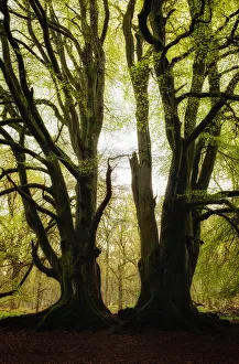 Two symmetrical trees, Kinclaven Bluebell Forest, Scottish Highlands, Scotland, United Two symmetrical trees, Kinclaven Bluebell Forest, Scottish Highlands, Scotland, United
