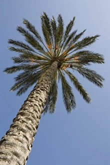 Sicilian Coastal Scenery Prints: Tall palm tree