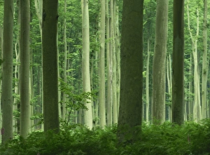 Tall straight trunks on trees in woodland in the Forest of Lyons, in Eure Tall straight trunks on trees in woodland in the Forest of Lyons, in Eure