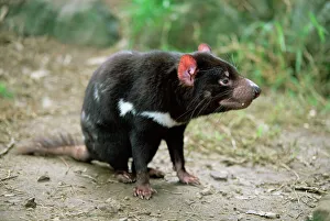 Tasmanian Devil Print in Captivity, Australia