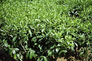 Tea Bush Print, Mauritius Landscape
