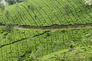 Images Dated 9th July 2008: Tea gardens Print, Devikulam Munnar Kerala India Asia