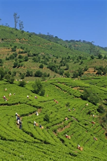 Tea Plantation Scenery Prints: Tea pickers at work