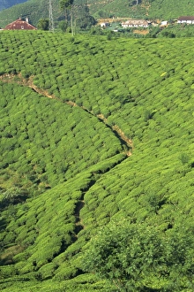 Nuwara Eliya Tea Plantation Print