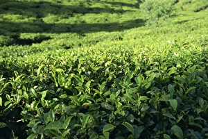 Prints of Tea plantation, Nuwara Eliya area, Sri Lanka, Asia Related Prints: Nuwara Eliya Tea Plantation Print