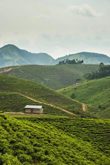 Tea plantation in the mountains of southern Uganda, East Africa, Africa Tea plantation in the mountains of southern Uganda, East Africa, Africa