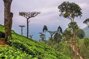 Tea plantation on a tea estate in Haputale, Nuwara Eliya District, Sri Lanka Hill Country, Sri Lanka, Asia Tea plantation on a tea estate in Haputale, Nuwara Eliya District, Sri Lanka Hill Country, Sri Lanka, Asia