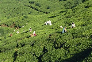 Tea Plucking Print, Nuwara Eliya Scene